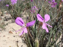 Pelargonium coronopifolium inflorescences